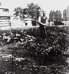 The Tate garden in use as an allotment during World War II